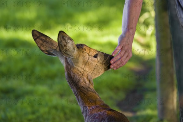 A hand-raised female roe deer (Capreolus capreolus) lets a human cuddle her