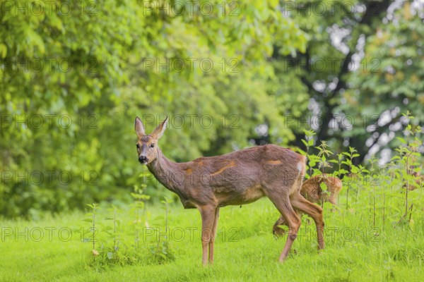 A female roe deer (Capreolus capreolus) and her fawn stand in a meadow