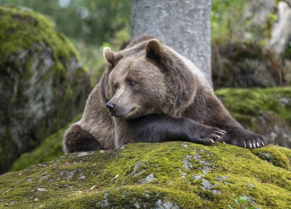 Brown bear (Ursus arctos) lying on a rock covered with moss, captive, Bavarian Forest National Park, Bavaria, Germany, Germany, Europe