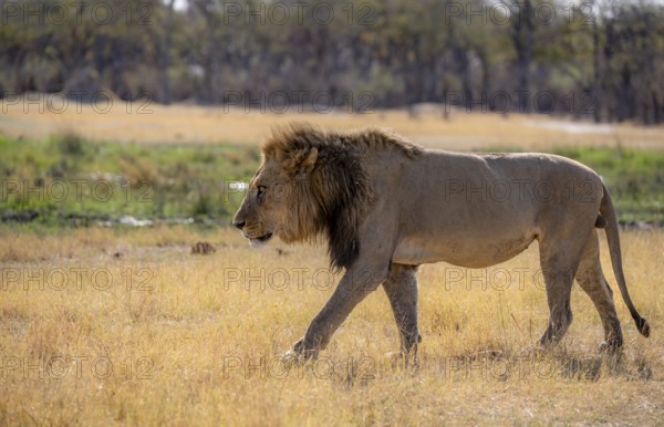 Lion (Panthera leo), adult male, walking in dry grass, Khwai, Okavango Delta, Moremi Game Reserve, Botswana, Africa