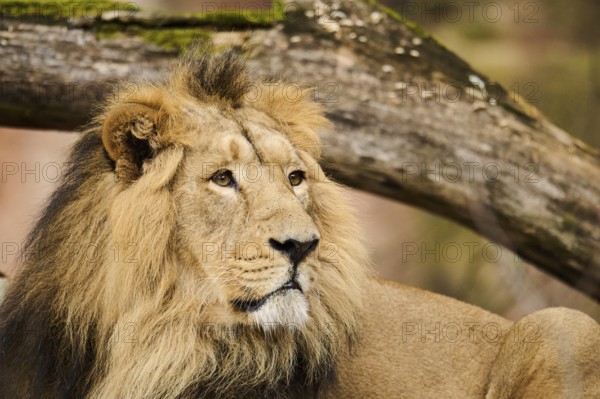 Asiatic lion (Panthera leo persica) portrait, lying, Germany, Europe