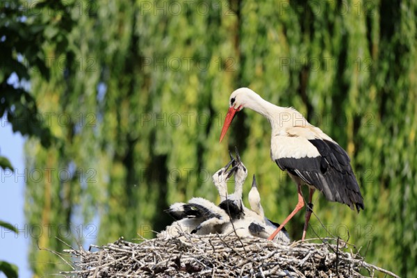 White stork (Ciconia ciconia), adult, juvenile, chick, nest, family, Heidelberg, Germany, Europe