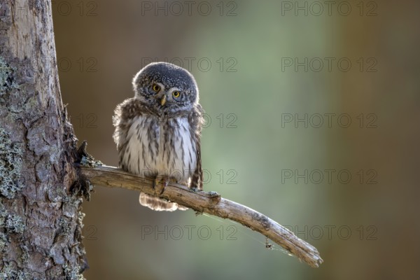 Pygmy Owl (Glaucicium passerinum), sitting on the branch of a tree, Pirchner Ast, Schwaz, Tyrol, Austria, Europe