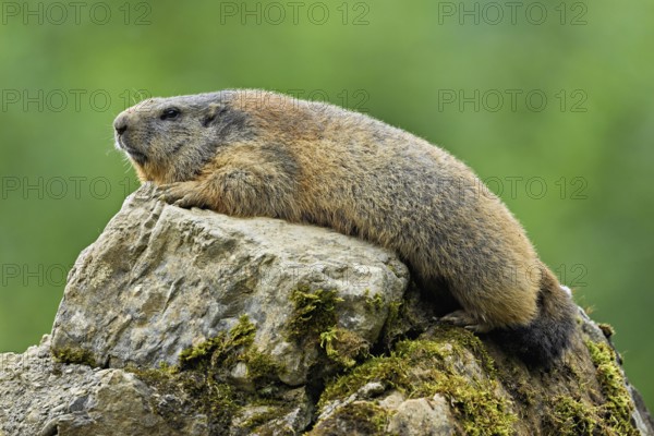Alpine marmot (Marmota marmota), sitting on rocks, Switzerland, Europe