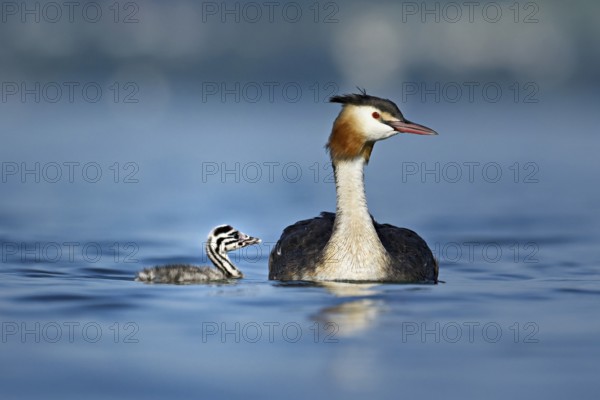 Great crested grebe (Podiceps scalloped ribbonfish), with chicks swimming in the water, Lake Zug, Kanon Zug, Switzerland, Europe