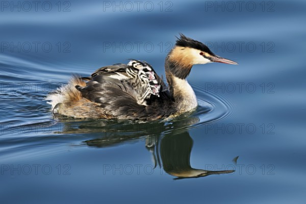 Great Crested Grebe (Podiceps Scalloped ribbonfish), with chicks in plumage swimming in the water, Lake Zug, Canton Zug, Switzerland, Europe