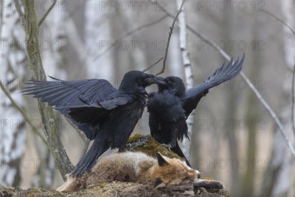 Two common raven (Corvus corax), fighting and feeding on the carcass of a red fox lying on stones in a forest of birch trees