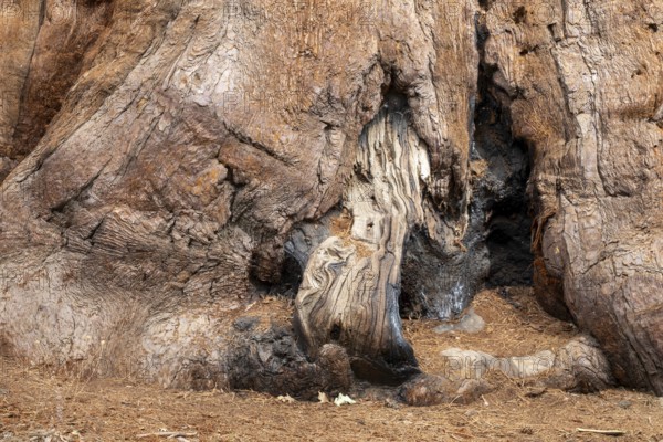 Yosemite National Park, California - The base of a giant sequoia in the Mariposa Grove of Giant Sequoias (Sequoiadendron giganteum)