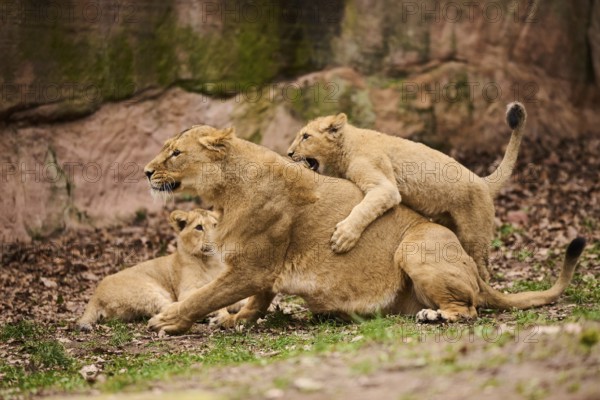 Asiatic lion (Panthera leo persica) female (mother) with her cubs, captive