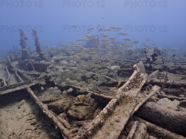 A school of fish swims around a derelict shipwreck in the blue ocean, dive site Benwood, John Pennekamp Coral Reef State Park, Key Largo, Florida Keys, Florida, USA, North America