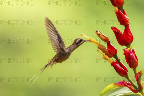 Long-billed Shadow Hummingbird (Phaethornis longirostris), Hummingbird (Trochilidae), Swiftbirds (Apodiformes), Laguna del Lagarto Lodge, Alajuela, Costa Rica, Central America