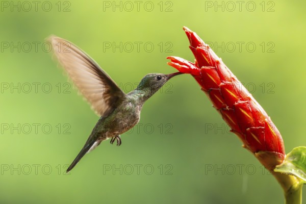 Green-fronted Brilliant Hummingbird (Heliodoxa jacula), Hummingbird (Trochilidae), Swiftbirds (Apodiformes), Laguna del Lagarto Lodge, Alajuela, Costa Rica, Central America