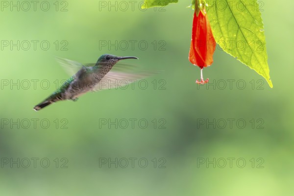 Green-fronted Brilliant Hummingbird (Heliodoxa jacula), Hummingbird (Trochilidae), Swiftbirds (Apodiformes), Laguna del Lagarto Lodge, Alajuela, Costa Rica, Central America