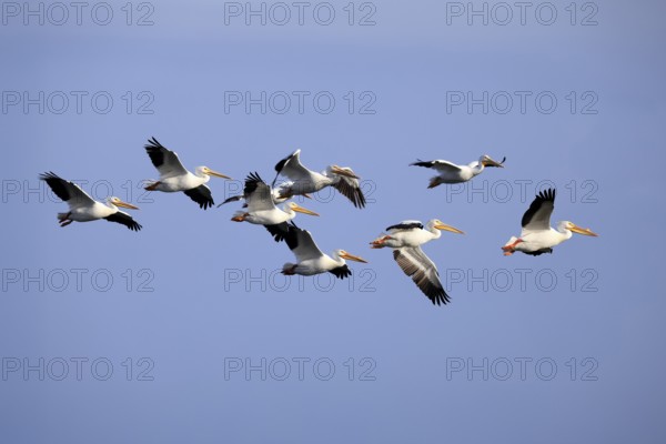 Rhinoceros pelican (Pelecanus erythrorhynchos), adult, group, flying, Merritt Island, Black Point Wildlife Drive, Florida, USA, North America