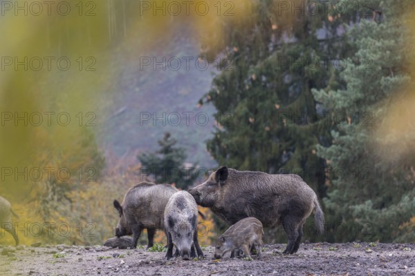 A group of wild boar or wild pig (Sus scrofa), walking over an opening in early morning light, searching for food, with an autumnal colored forest in the background and framed with colourful leafes