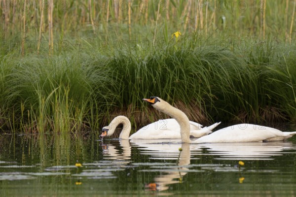 Mute swans (Cygnus olor), water, reeds, Lower Austria