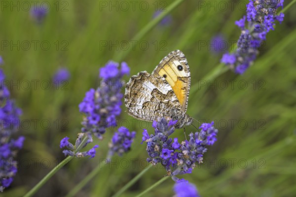 Butterfly Hipparchia smele on lavender flower, Alpes-de-Haute-Provence, France, Europe