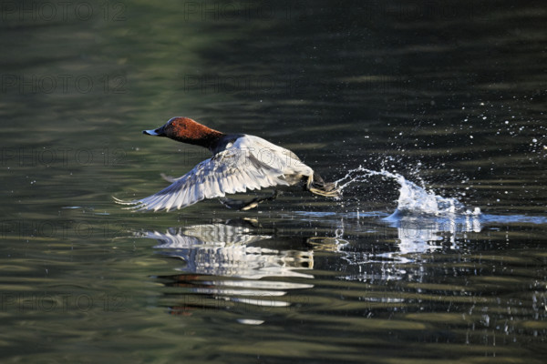 Common Pochard (Aythya ferina), male taking off from the water, Rootsee, Canton Lucerne, Switzerland, Europe