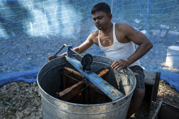 Beekeeper extracting honey in a machine from honeycombs in a honey production unit near a mustard field on December 17, 2024 in Barpeta, India.
