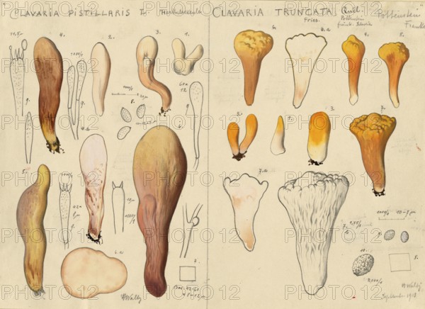 Mushroom, mushrooms, Hercules' giant club, Hercules' club, Clavariadelphus pistillaris and truncated club, Clavariadelphus truncatus, authentic reproduction of an illustration by Hans Walty (1868-1948) from about 1915, historical