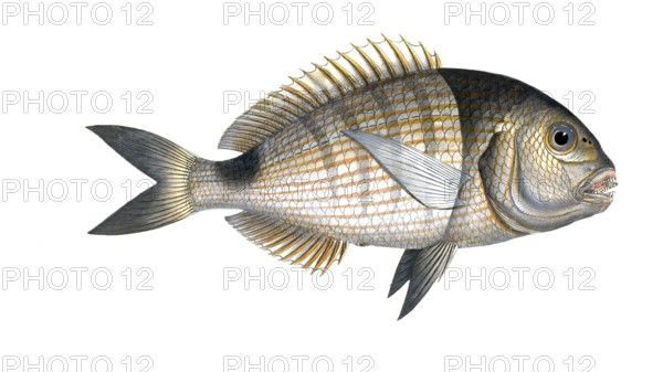 Fish, Fish, Sea bream family, Sparus Sargus, Goat bream, Banded bream, The Brase, Historical, digitally restored reproduction from a 19th century original, Record date not stated