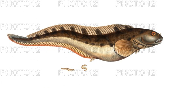 Fish, Pisces, Blennius viviparus, the viviparous Blenny, Historical, digitally restored reproduction from a 19th century original, Record date not stated