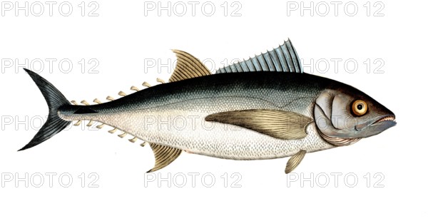 Fish, Fish, Group of perch relatives, Scomber thynnus, Historical, digitally restored reproduction from a 19th century original, Record date not stated
