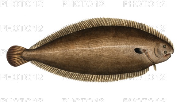 Fish, fishes, genus of right-eye flounders, Pleuronectes solea, the tongue, sole, The Sole, Historical, digitally restored reproduction from a 19th century original, Record date not stated
