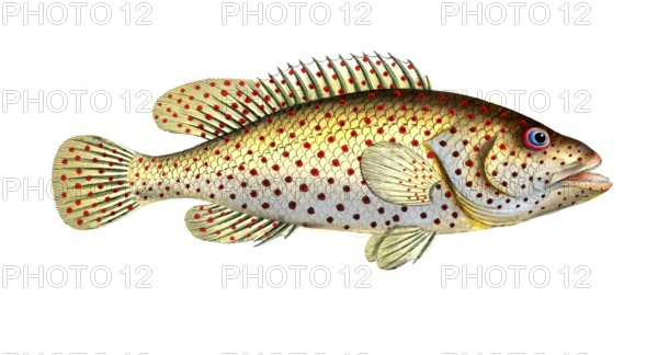 Fish, fish, genus of the family Perch, Perca maculata, spotted perch, red-spotted perch, dropped perch, Historical, digitally restored reproduction from a 19th century original, Record date not stated