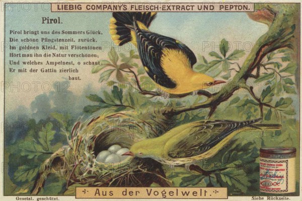 Picture series From the world of birds, oriole, Liebig picture, digitally restored reproduction of a collector's picture from around 1900, public domain, exact date unknown, two orioles with nest and eggs in a tree. Harmonious design with soft colours