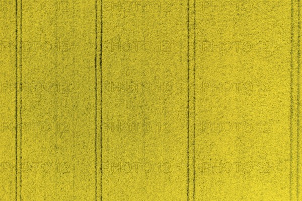 Aerial view of traces in a flowering rape field (Brassica nappa), district of Leipzig, Saxony, Germany, Europe