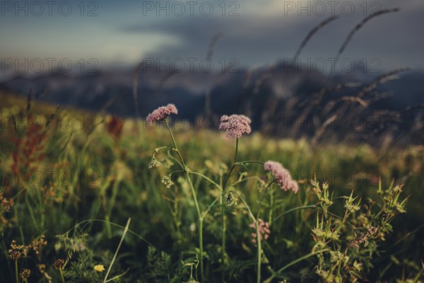 Hiking tour on the Hönig mountain in the Lechtal valley near Berwang in Tyrol, Austria, Europe