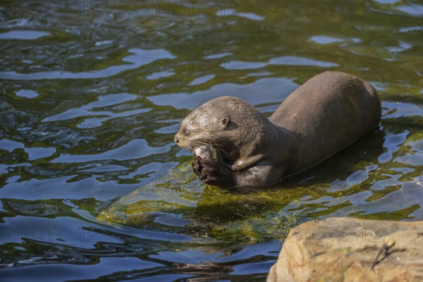 One giant otter or giant river otter (Pteronura brasiliensis) resting on a rock lying underwater, eating a fish