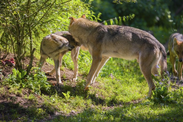 A male grey wolf (Canis lupus lupus) and a puppy stand at the edge of the forest. The puppy is begging for food