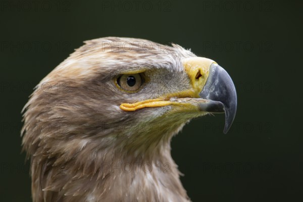 Steppe eagle (Aquila nipalensis) adult bird of prey head portrait, England, United Kingdom - Captive