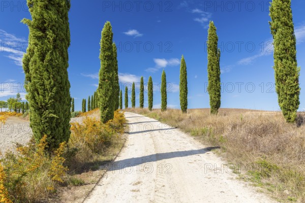 Hill with avenue of columnar cypresses (Cupressus sempervirens) near Siena, Tuscany, Italy, Europe