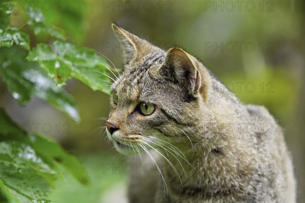 European wildcat or forest cat (Felis silvestris), captive, Switzerland, Europe