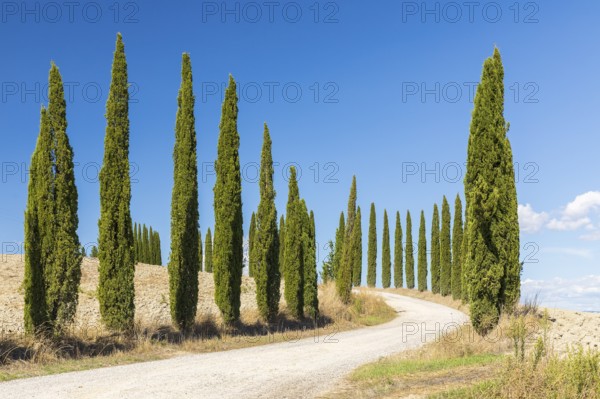 Avenue with cypress trees (Cupressus sempervirens), Monteroni d'Arbia, Province of Siena, Tuscany, Italy, Europe