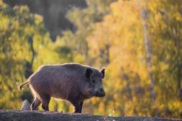 A wild boar or wild pig (Sus scrofa), runs across a clearing in hilly terrain in search of food. In the background you can see a forest in the fall foliage