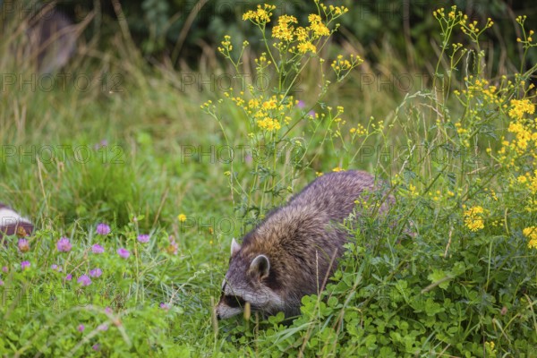 A raccoon, Procyon lotor, runs across a flowering meadow in search of food