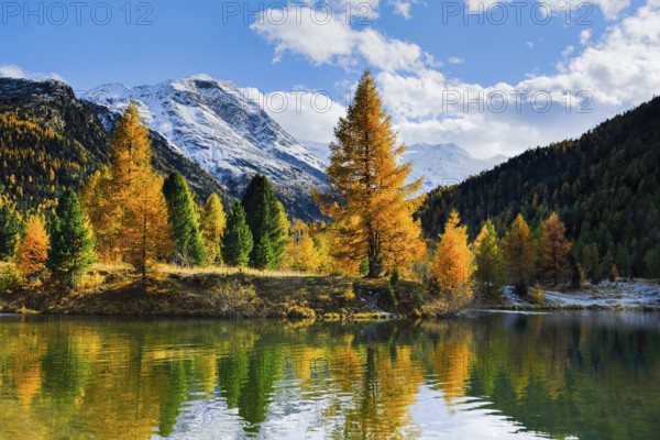 Mountains and yellow larches reflected in lake, Morteratsch Valley, Upper Engadine, Grisons, Switzerland, Europe