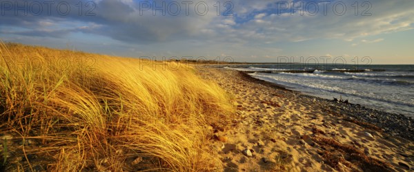 Lonely empty beach in the evening light, beach grass bends in the wind, blue sky with clouds, Dranske, Island Rügen, Mecklenburg-Vorpommern, Germany, Europe