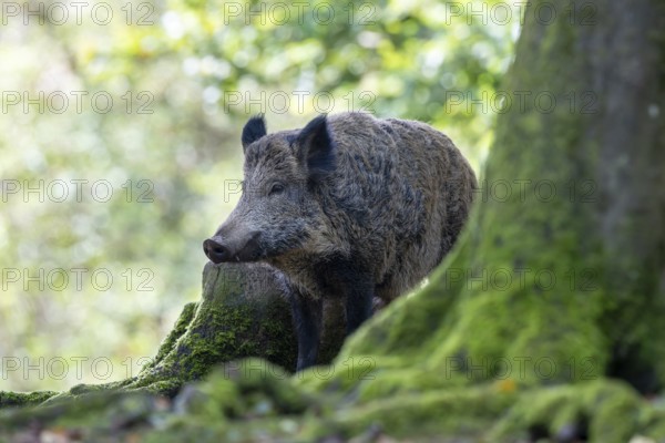 Wild boar (Sus scrofa), Vulkaneifel, Rhineland-Palatinate, Germany, Europe