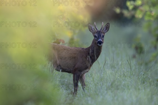 Roebuck in summer, leaf time, Wittlich, Rhineland-Palatinate, Germany, Europe