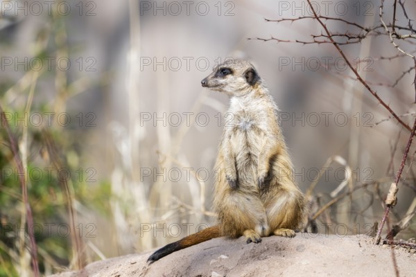 Meerkat (Suricata suricatta) standing sweet and curious in the desert, captive, occurrence Africa