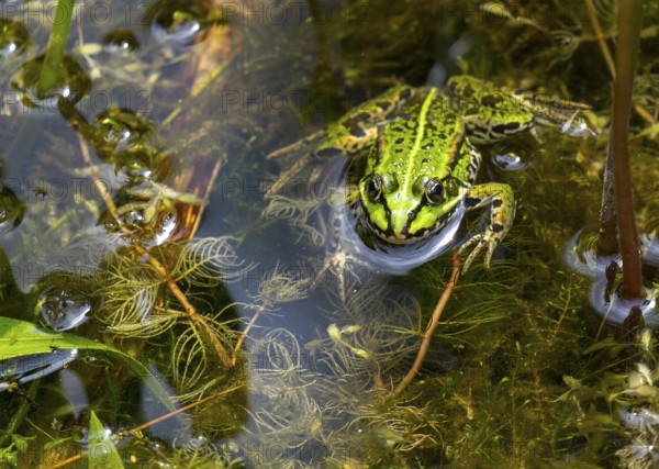 Edible Frog (Pelophylax esculentus), Münsterland, North Rhine-Westphalia, Germany, Europe