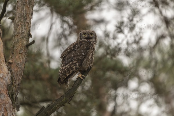 One spotted eagle-owl (Bubo africanus) perched on a tree in a forest. Trees and leaves in the background