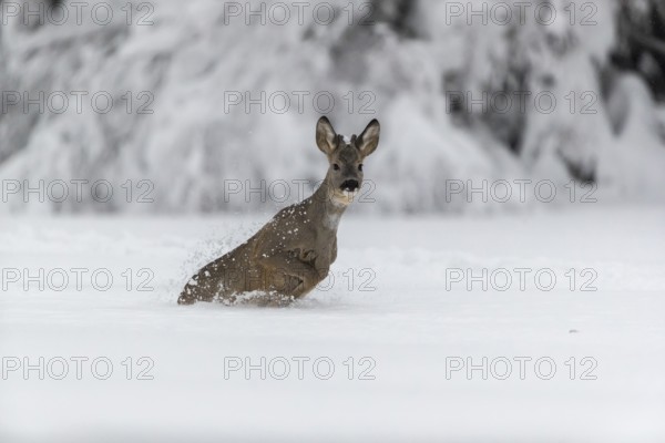 One young male Roe Deer, Roe buck (Capreolus capreolus), running through deep snow. Trees in the background
