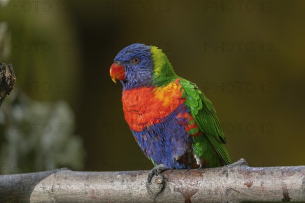 One Rainbow lorikeet (Trichoglossus moluccanus) sitting on a branch. Green vegetation in the background