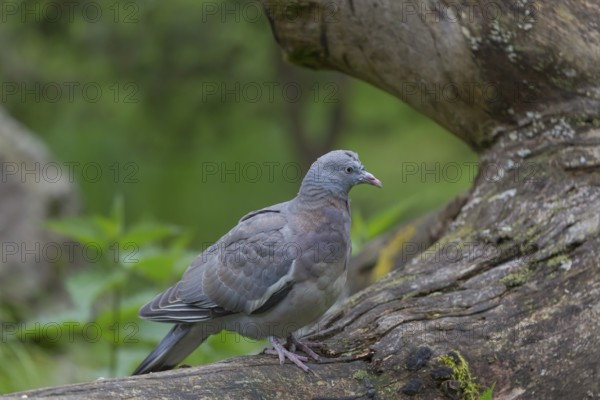 One common wood pigeon (Columba palumbus) standing on a fallen tree. Green vegetation in the background